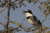 Lanioturdus torquatus